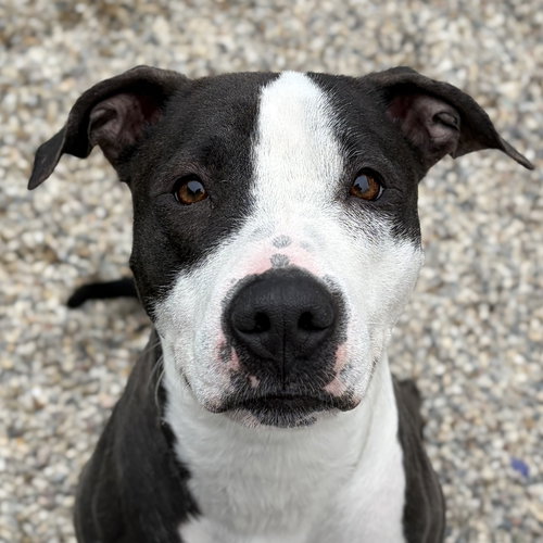 picture of the dog needing adoption