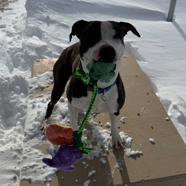 Josephine - Name Your Own Adoption Fee!