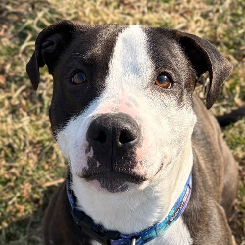 picture of the dog needing adoption