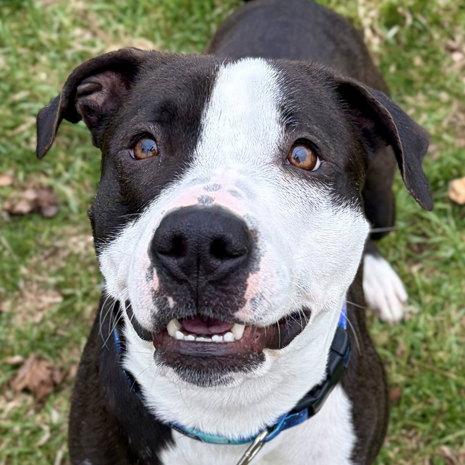 Josephine - Adoption Fee Paid! Image
