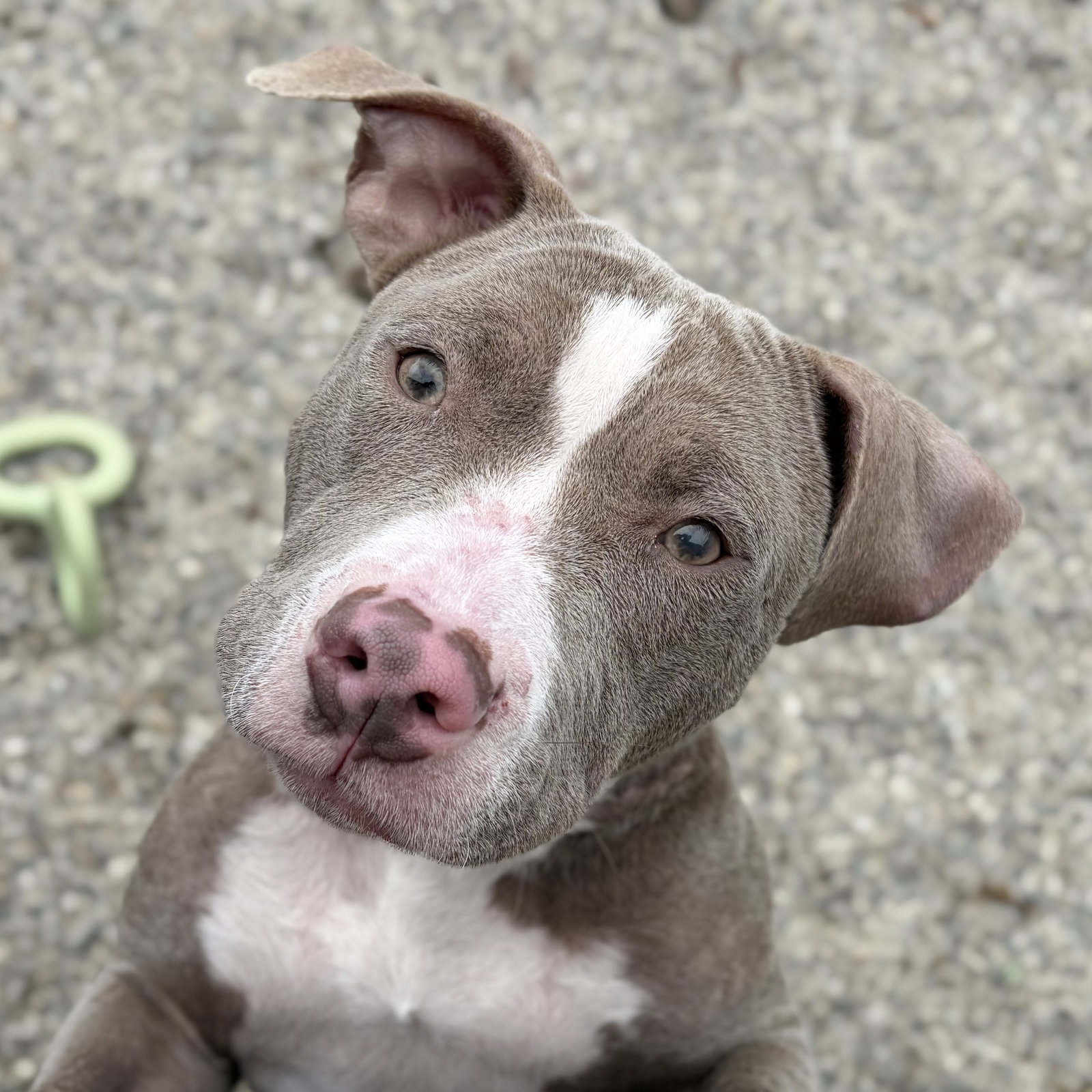 Honey Comb - In foster! Image