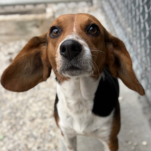 picture of the dog needing adoption