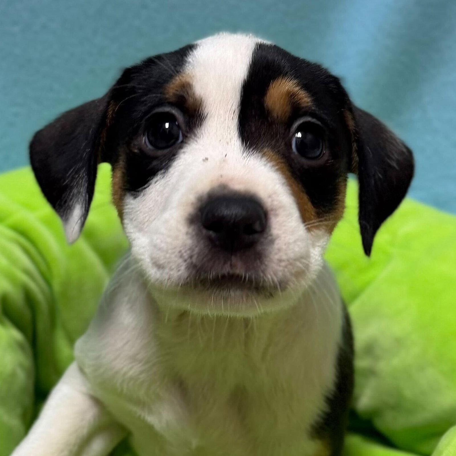 Chloe - In Foster! Image