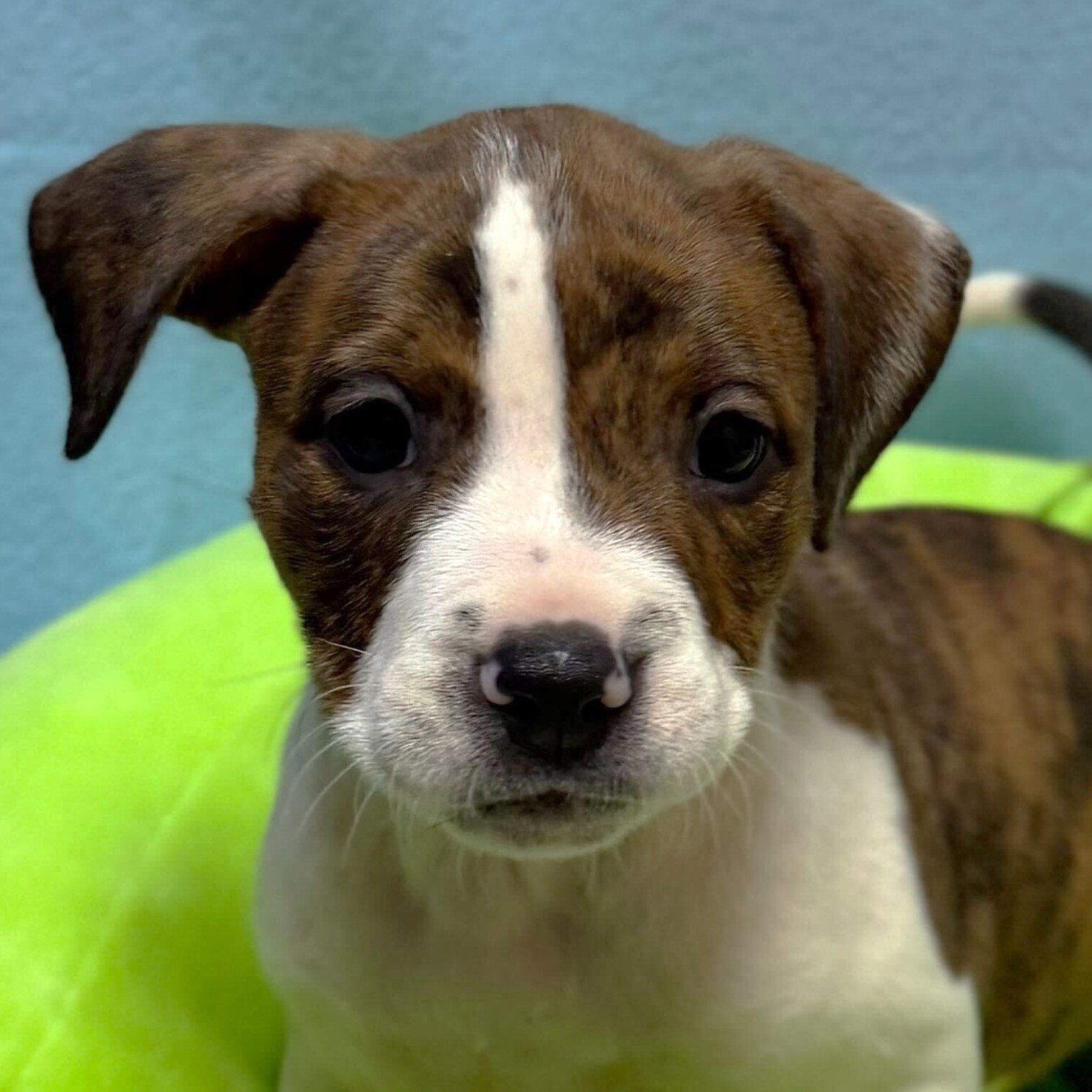 Cynthia Rose - In Foster! Image
