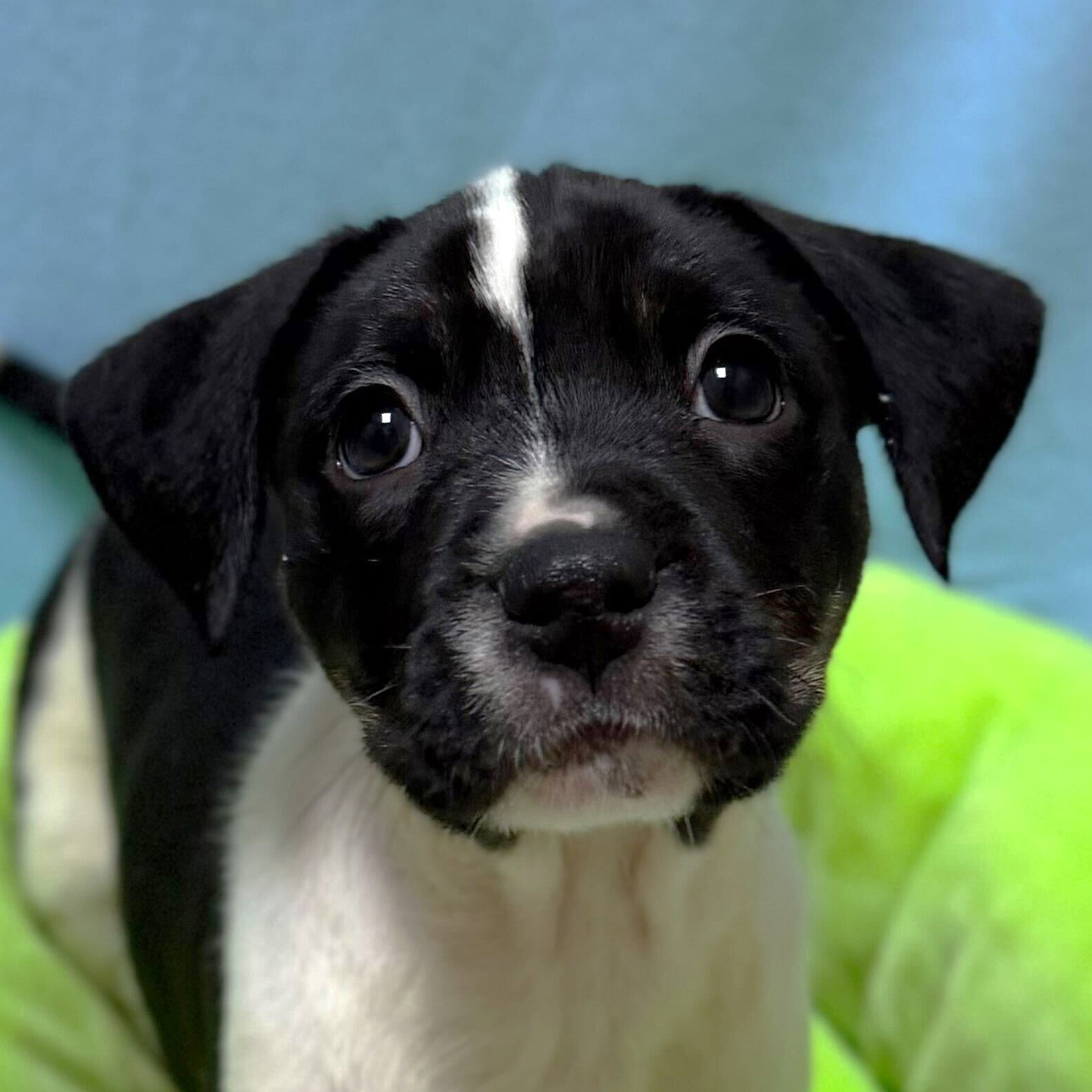 Fat Amy - In Foster! Image