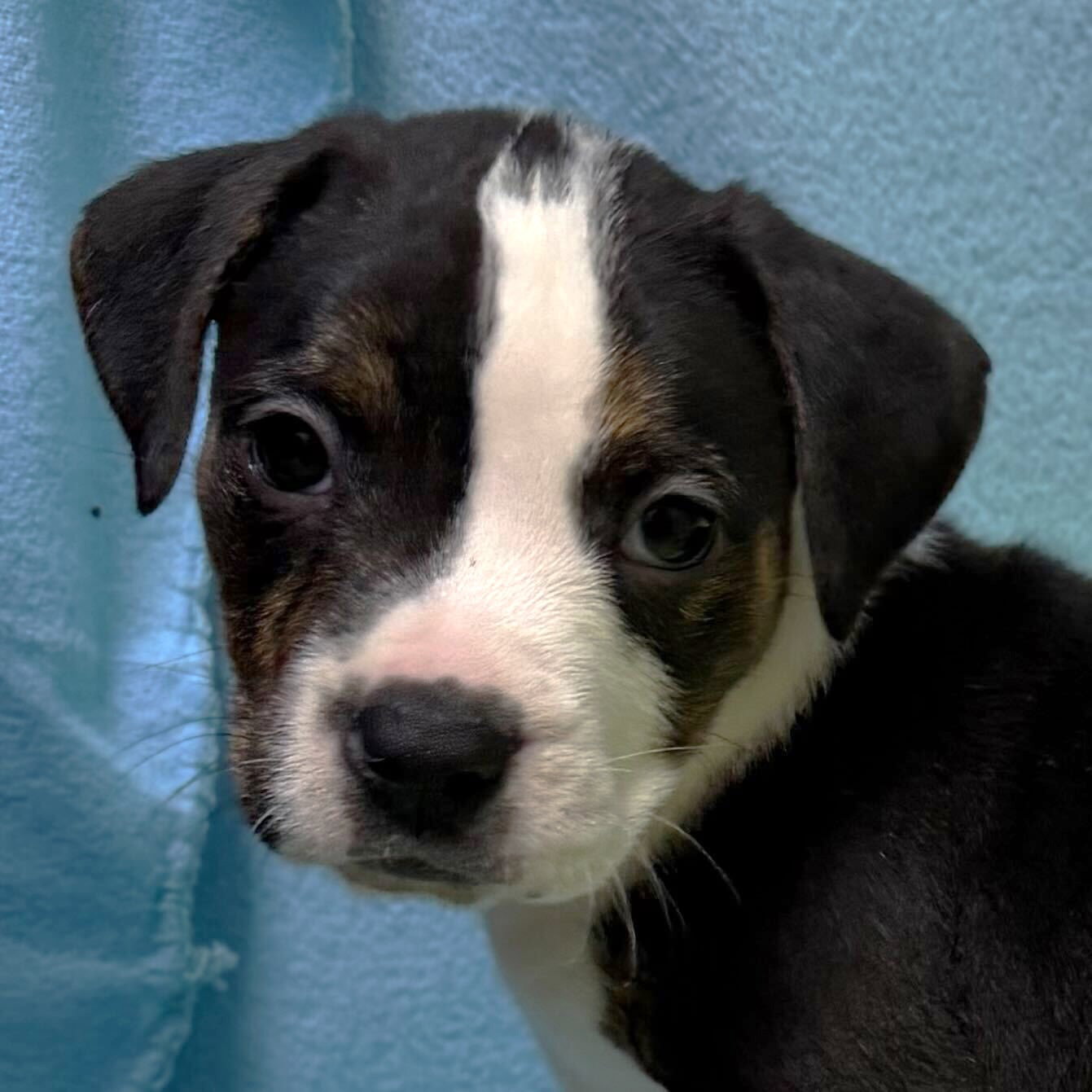 Jesse - In Foster! Image
