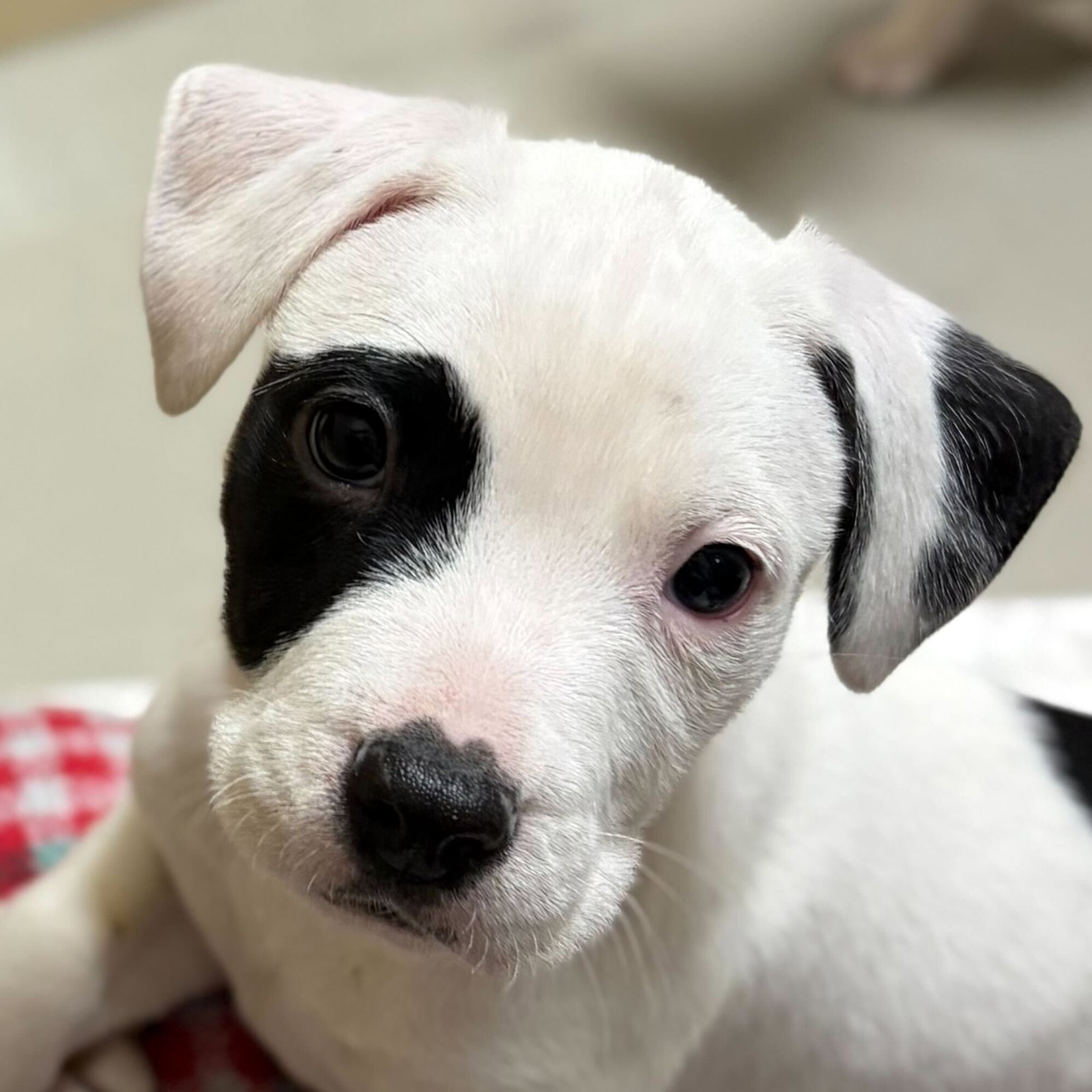 Benji - In Foster! Image