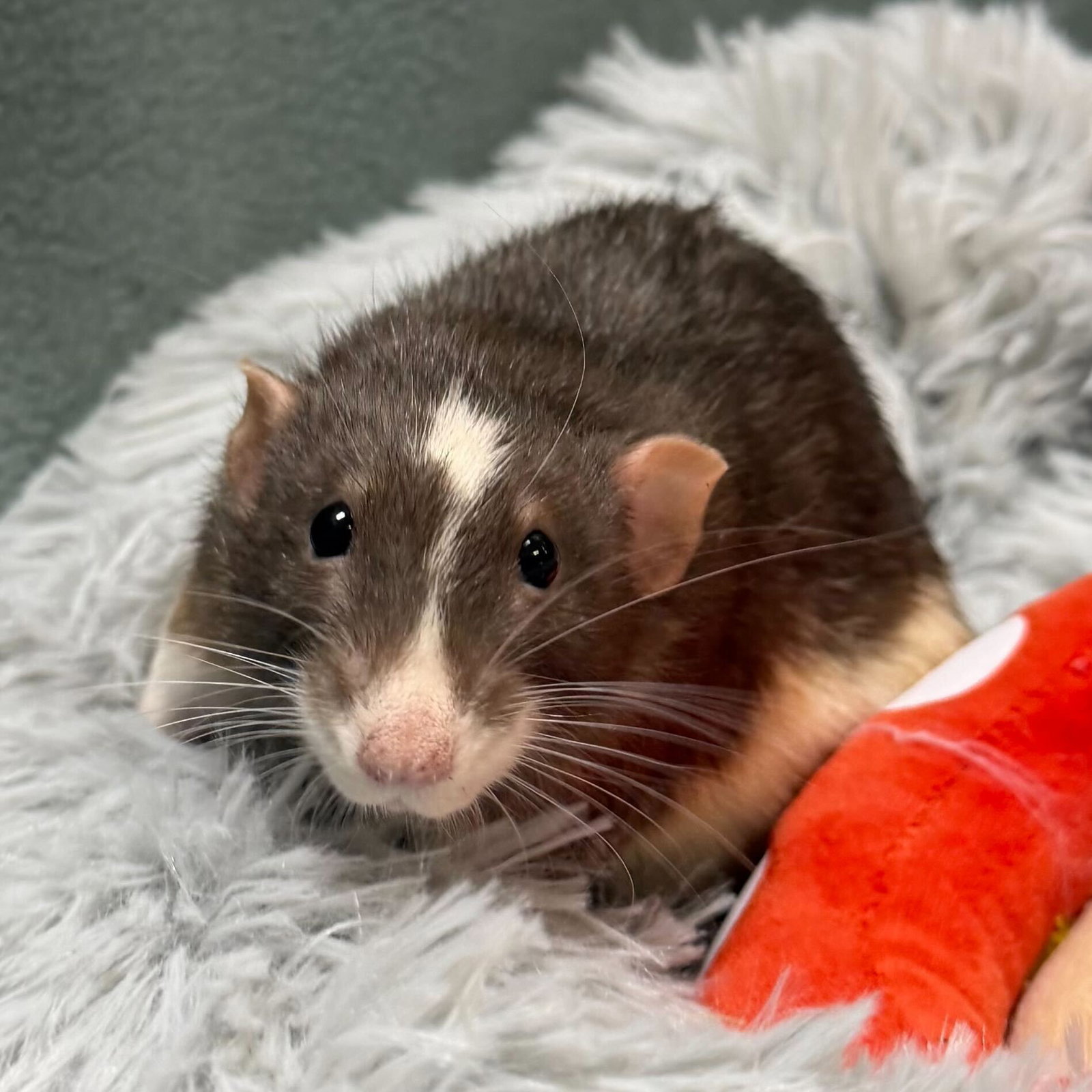 Gabe Image