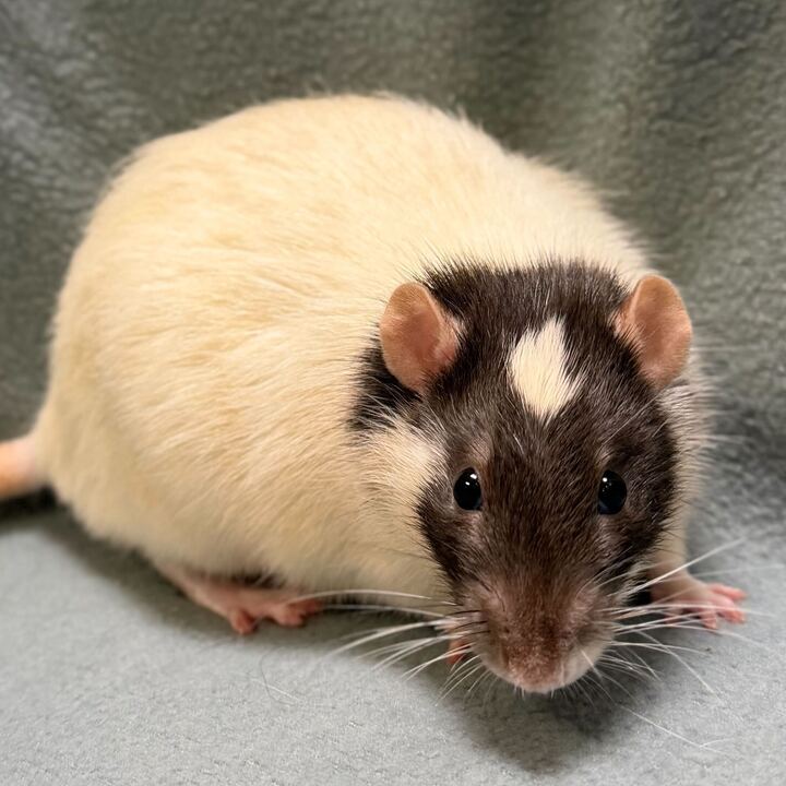 Grover - Name Your Own Adoption Fee! Image