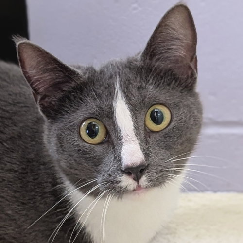 picture of the cat needing adoption