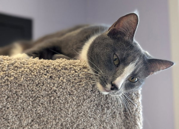 Embury - Name Your Own Adoption Fee!