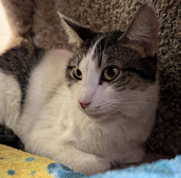 Catherine - Name Your Own Adoption Fee!