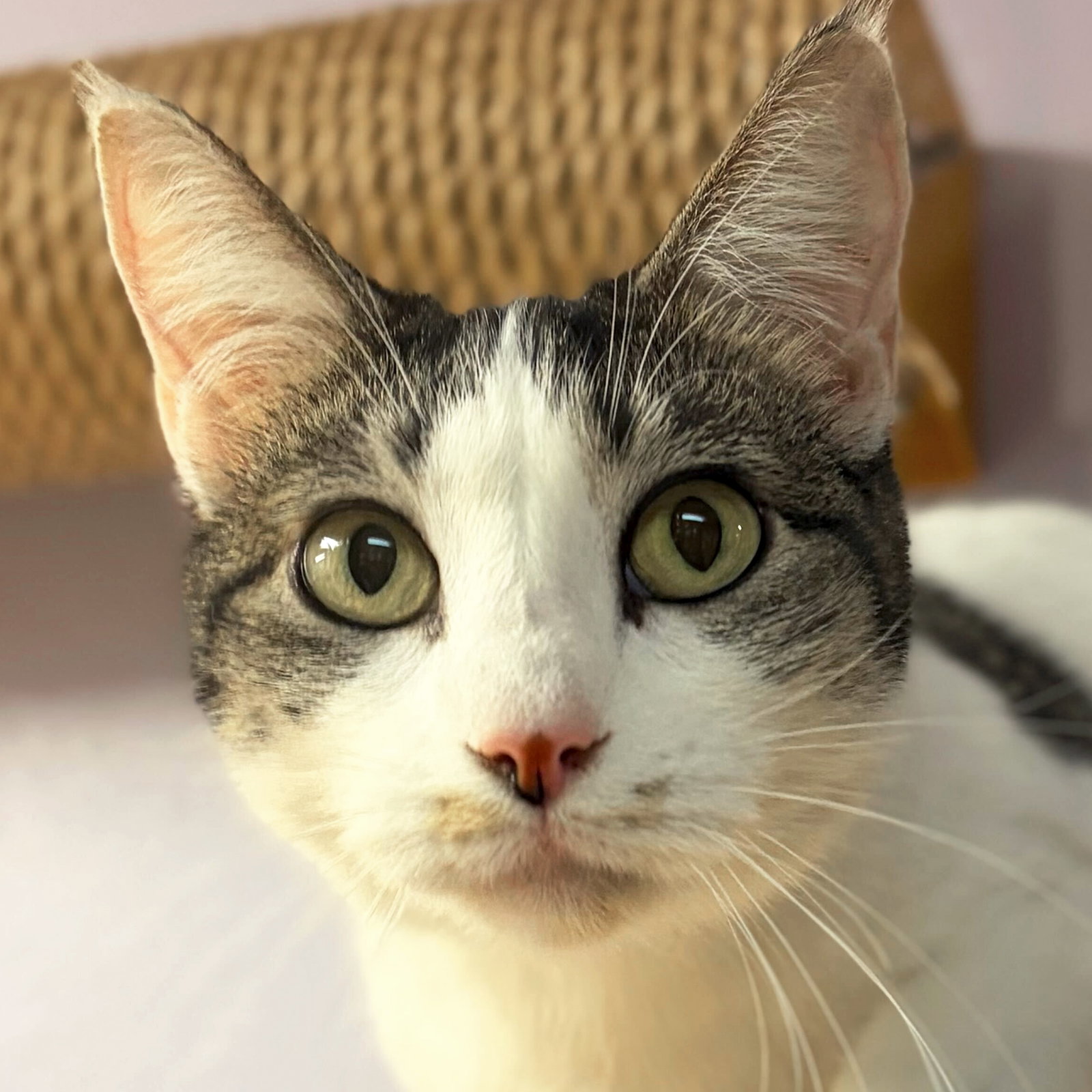 Catherine - Name Your Own Adoption Fee! Image