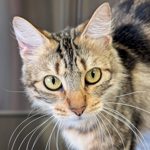 picture of the cat needing adoption