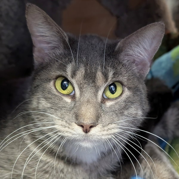 Cullom - Name Your Own Adoption Fee!