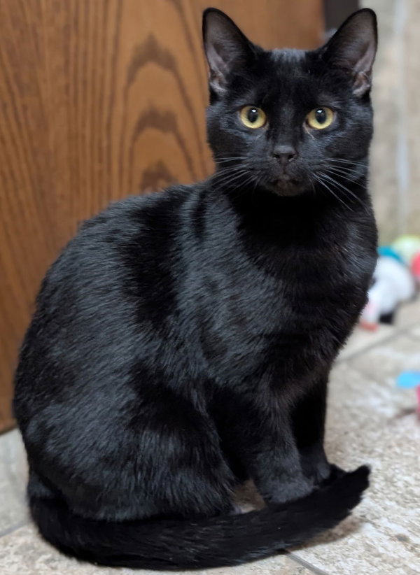 Magic Marker - Name Your Own Adoption Fee!