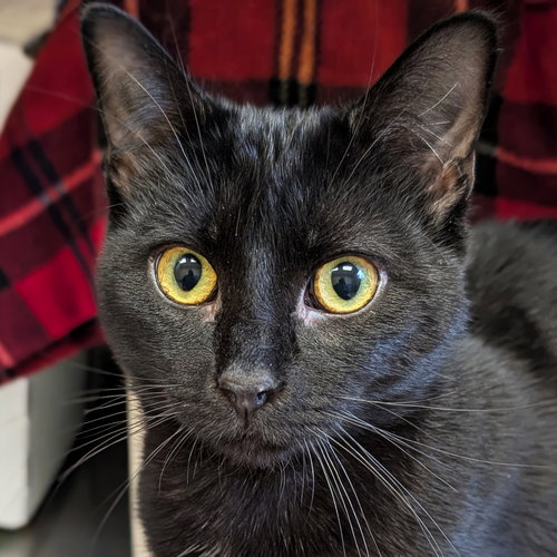 Expo - Name Your Own Adoption Fee!, an adoptable Domestic Short Hair in Jefferson, WI