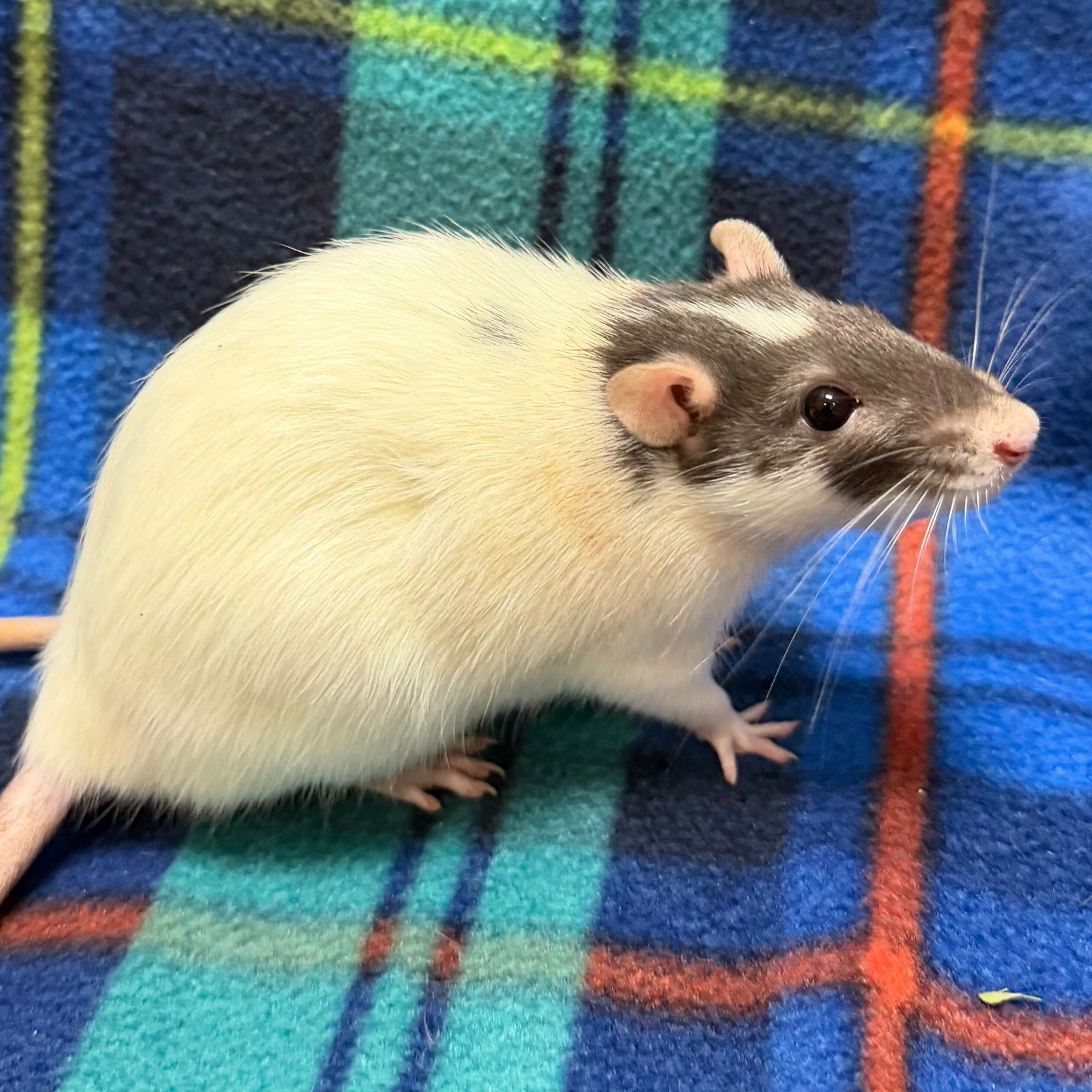 Laura - Name Your Own Adoption Fee! Image