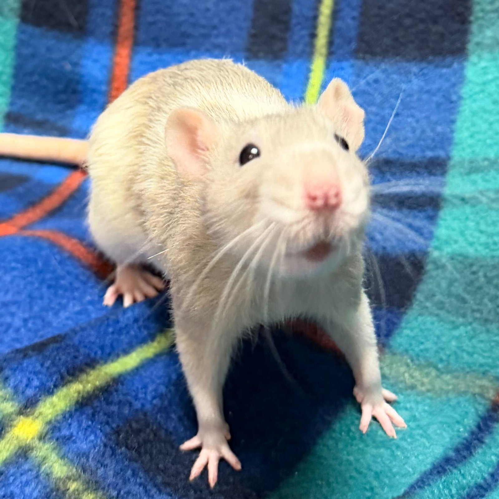 Laurie - Name Your Own Adoption Fee! Image