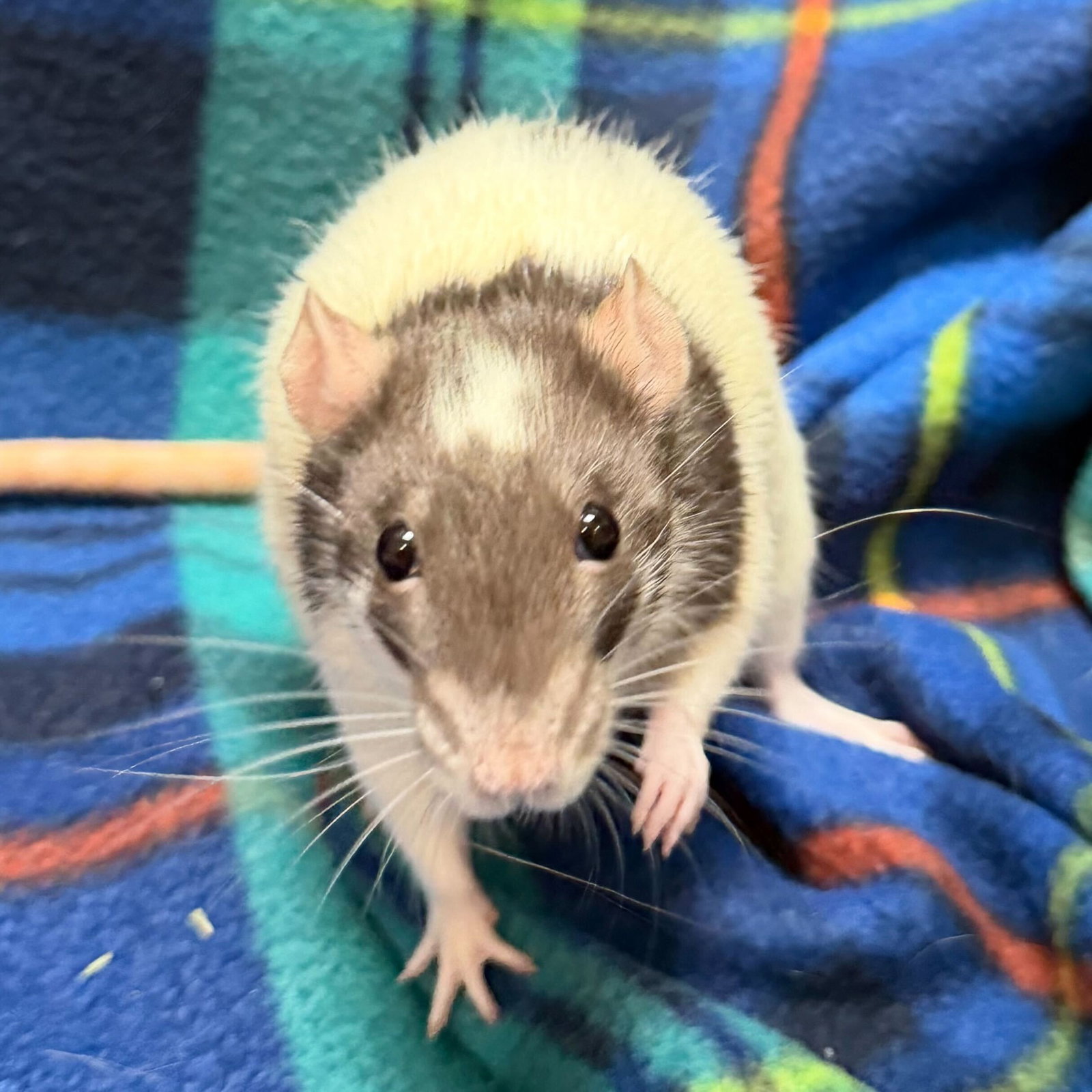 Leanna - Name Your Own Adoption Fee! Image
