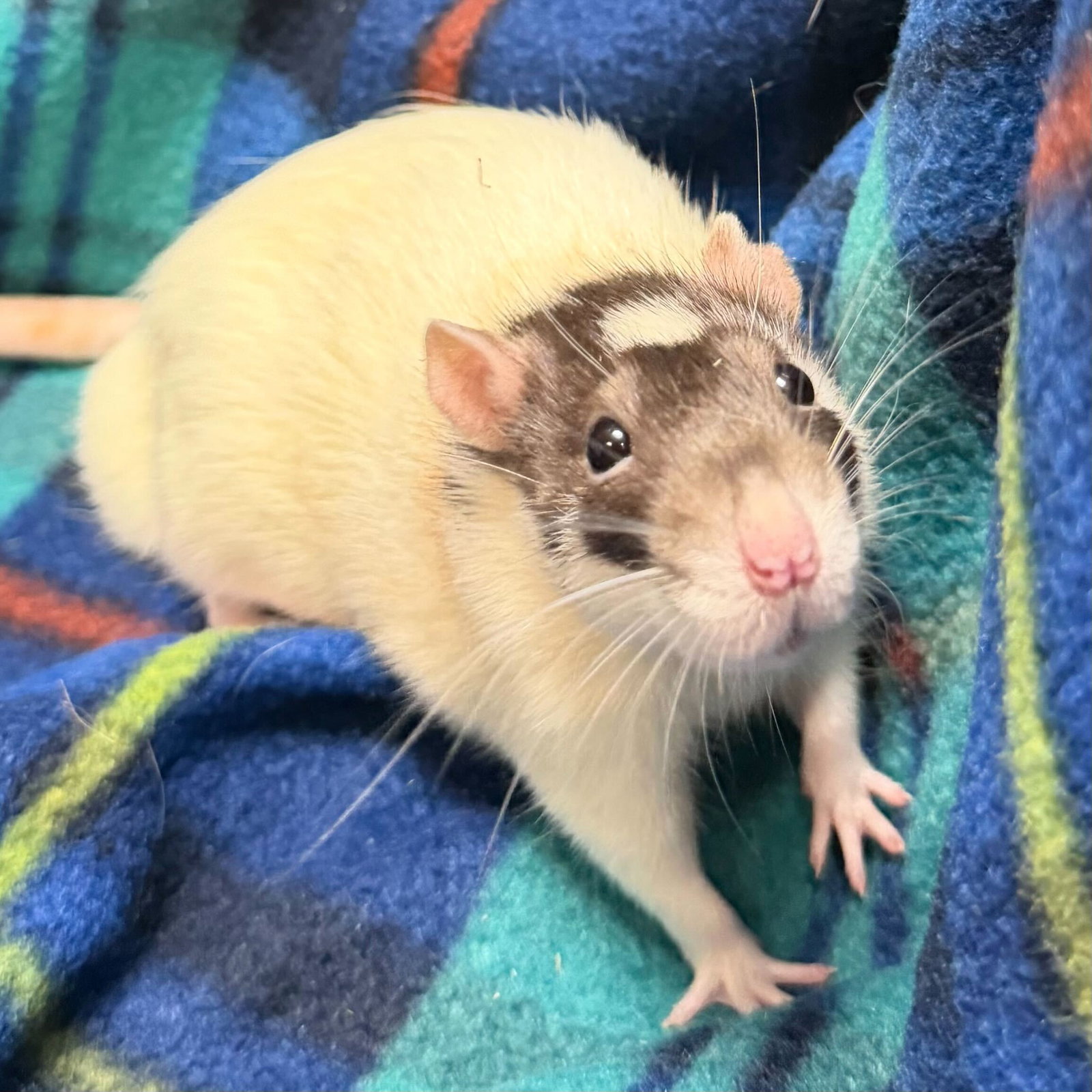 Lana - Name Your Own Adoption Fee! Image