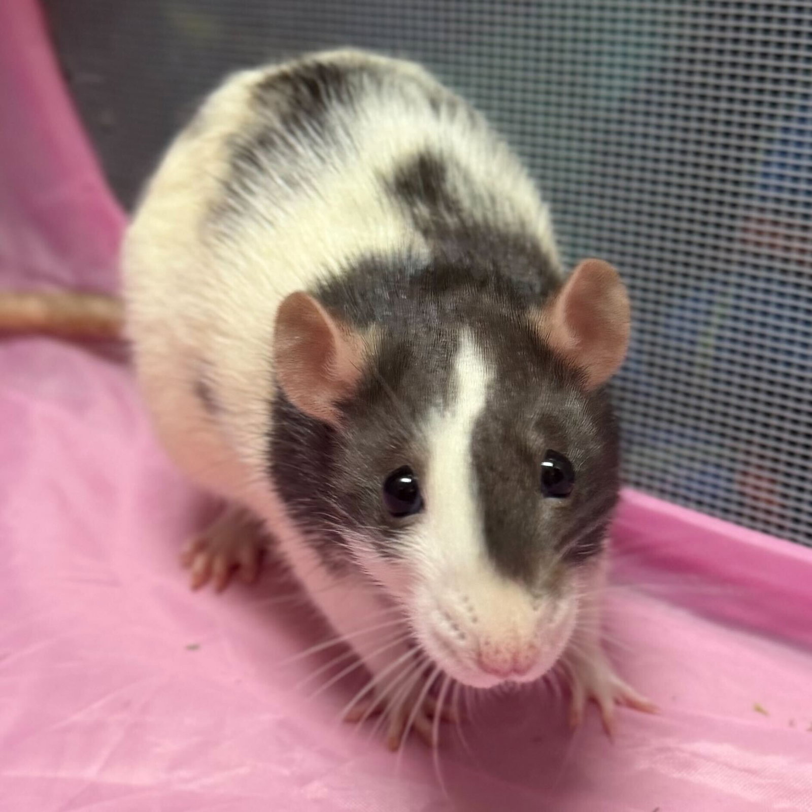 Leena - Name Your Own Adoption Fee! Image