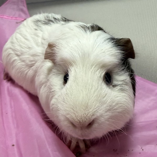 Mochi