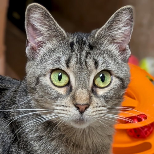 Flair - Name Your Own Adoption Fee!, an adoptable Domestic Short Hair in Jefferson, WI