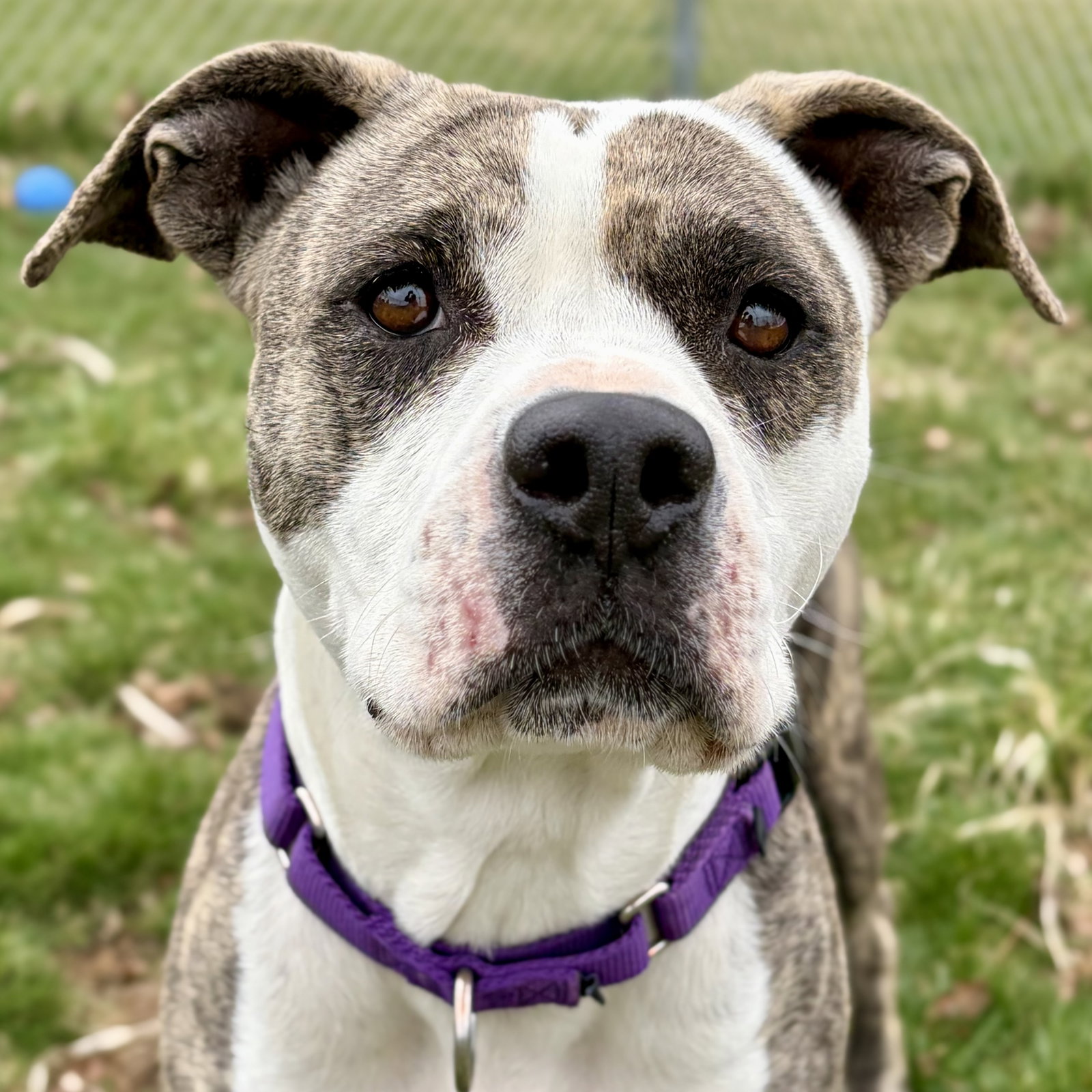 Millie - Adoption Fee Paid! Image