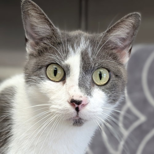 Festivus - Adoption Fee Paid!, an adoptable Domestic Short Hair in Jefferson, WI