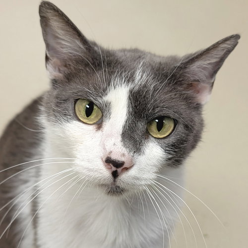 Vanilla Chai Latte - Adoption Fee Paid!, Adult Domestic Short Hair (short coat), cat for adoption in Beloit, Wisconsin