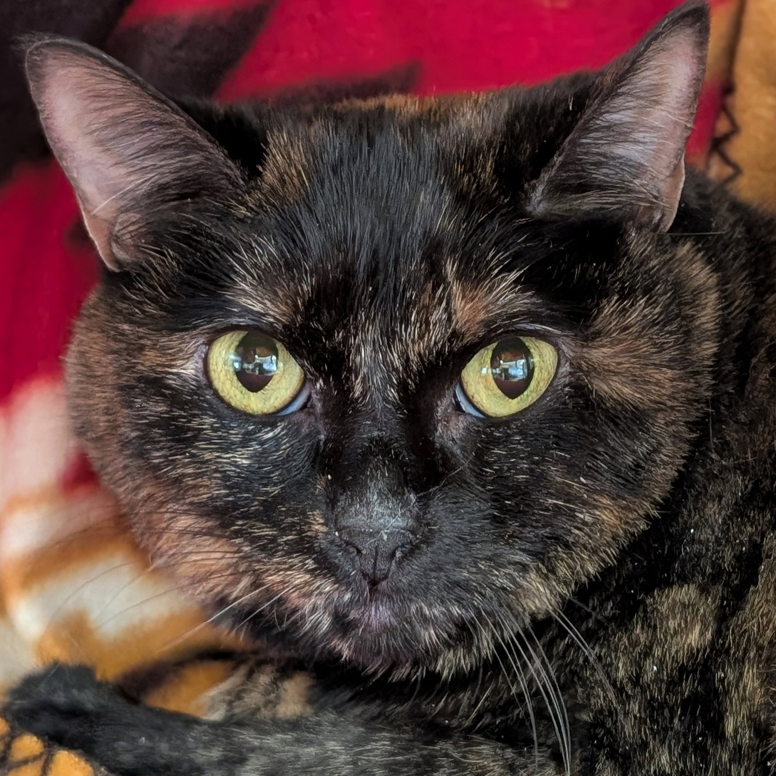 Shorti the Torti