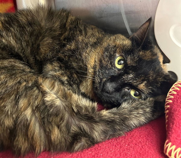 Shorti the Torti