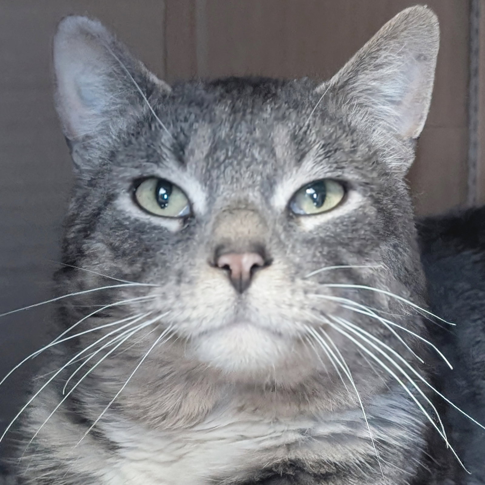 Sir Isaac Mewton