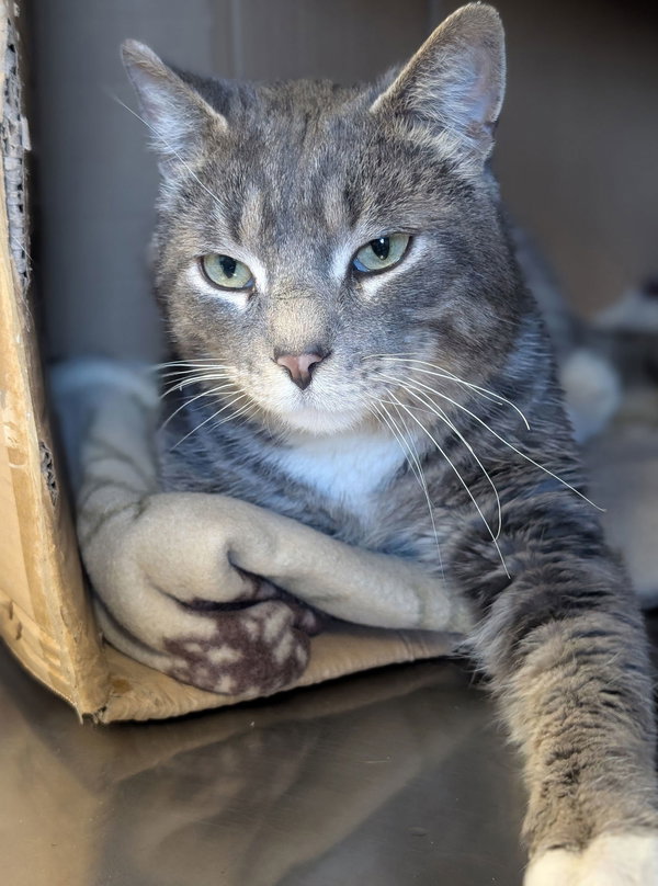 Sir Isaac Mewton