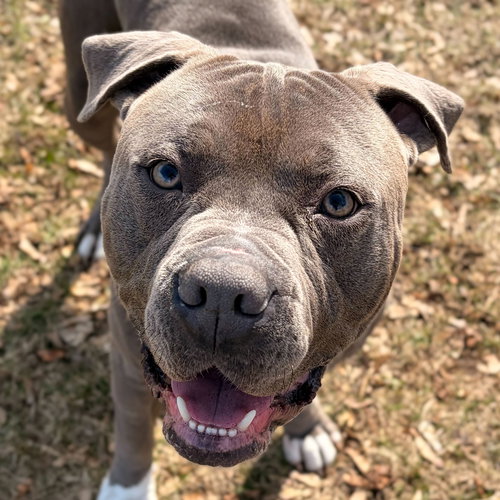 Pluto, an adoptable Pit Bull Terrier in Jefferson, WI