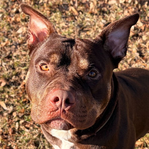Broly, an adoptable Pit Bull Terrier in Jefferson, WI