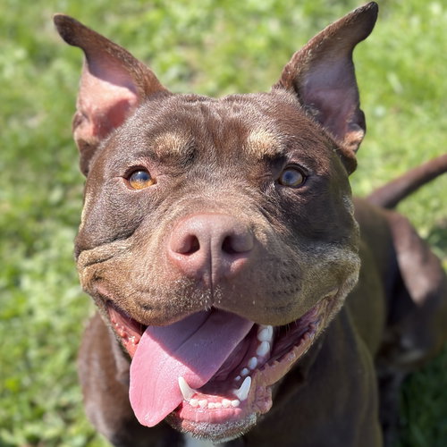 Broly - Name Your Own Adoption Fee!, an adoptable Pit Bull Terrier in Jefferson, WI