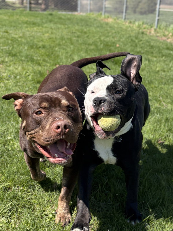 Broly - Name Your Own Adoption Fee!