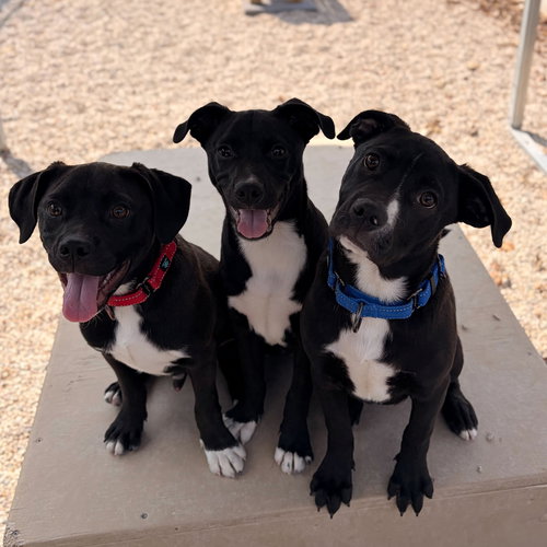 ALVIN - Labrador Retriever available for adoption