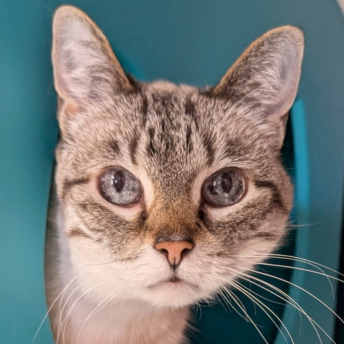 Cotton, an adoptable Domestic Short Hair in Jefferson, WI