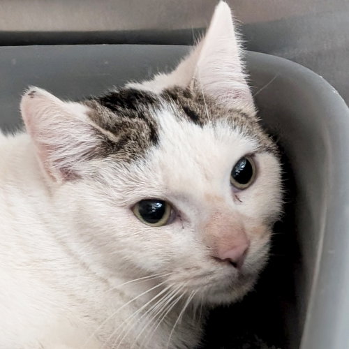 Popsicle - Working Cat!, an adoptable Domestic Short Hair in Jefferson, WI