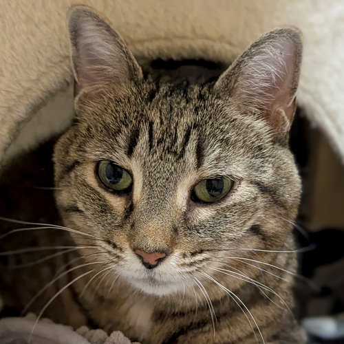 Binkie - Reduced Fee!, an adoptable Domestic Short Hair in Jefferson, WI