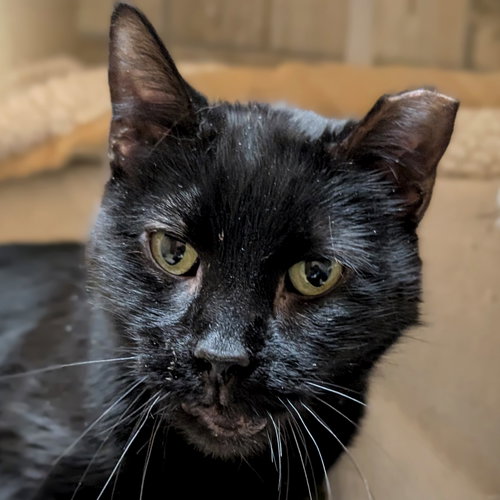 Harper - Reduced Fee!, an adoptable Domestic Short Hair in Jefferson, WI