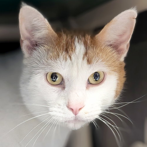 Geppetto, an adoptable Domestic Short Hair in Jefferson, WI