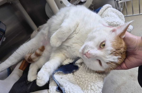 Geppetto - Name Your Own Adoption Fee!