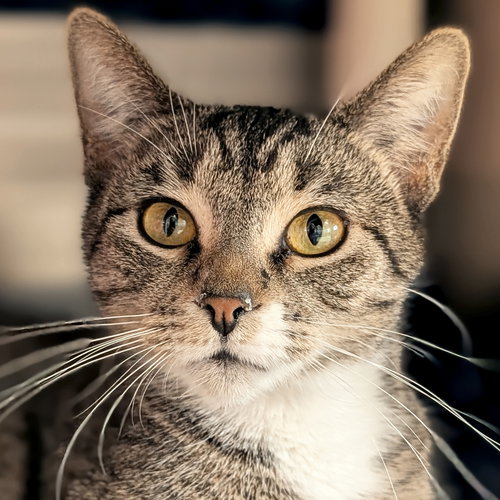 Maggie, an adoptable Domestic Short Hair in Jefferson, WI