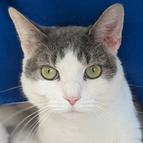 Pizza Lunchable, an adoptable Domestic Short Hair in Jefferson, WI