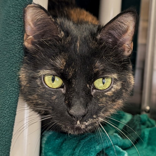 Tiki, an adoptable Domestic Short Hair in Jefferson, WI