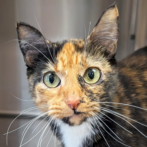 Tallulah, an adoptable Domestic Short Hair in Jefferson, WI